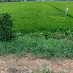 Bán đất mặt tiền đường huyện lộ 48 - Ảnh thu nhỏ 2