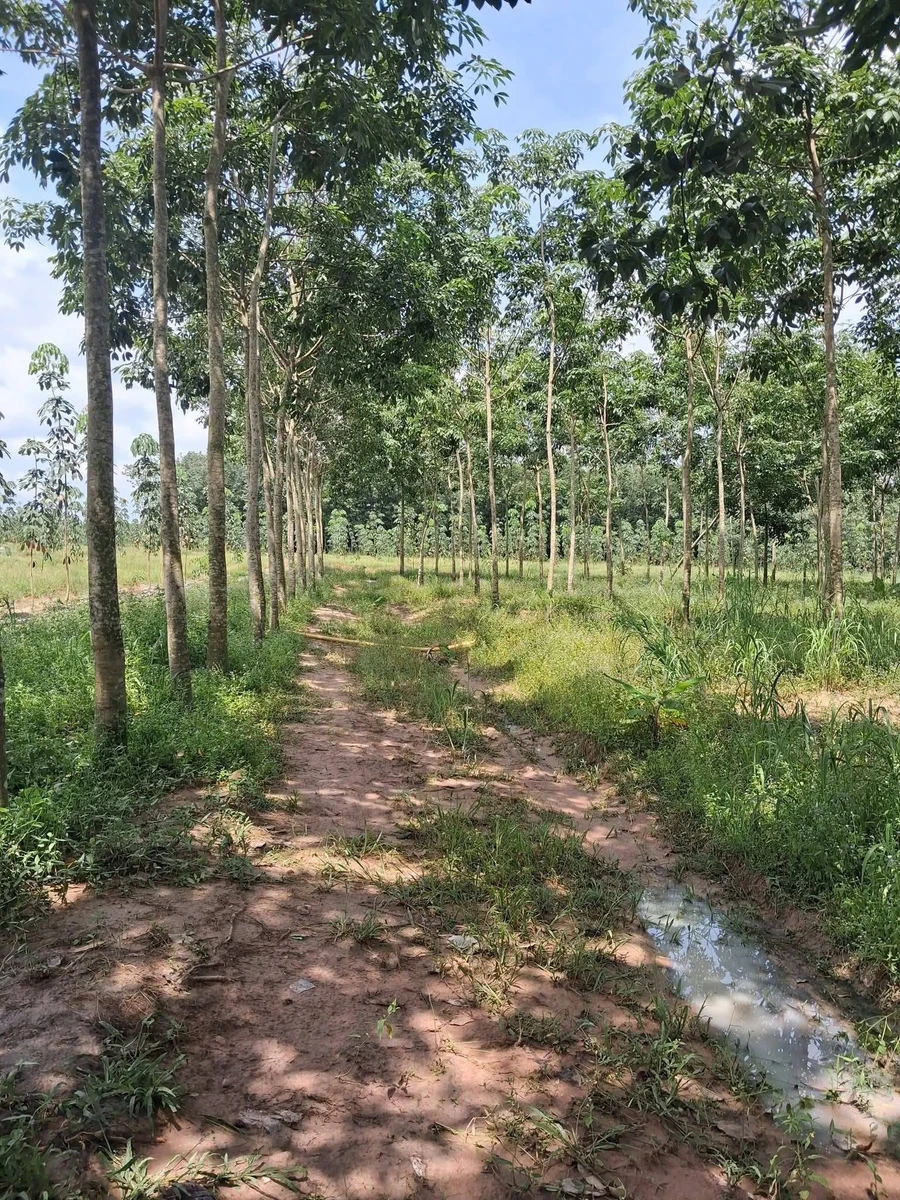 Bán đất 4 sào gần lò mỳ Suối Tre Hòa Hiệp 1,2 tỷ - Ảnh thu nhỏ 3