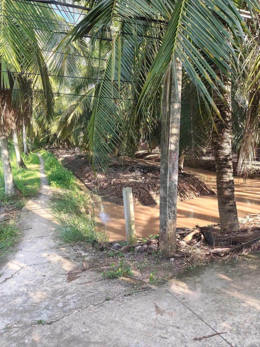 Bán đất vườn dừa mặt tiền 3.5m, 3575m² tại Bình Đại - Ảnh thu nhỏ 3