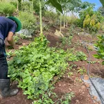 Bán đất vườn 1000m² La Ngà 575 triệu - Ảnh thu nhỏ 5