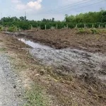 Bán đất vườn 1.215m² Bình Đức Bến Lức, 1,3 tỷ - Ảnh thu nhỏ 4