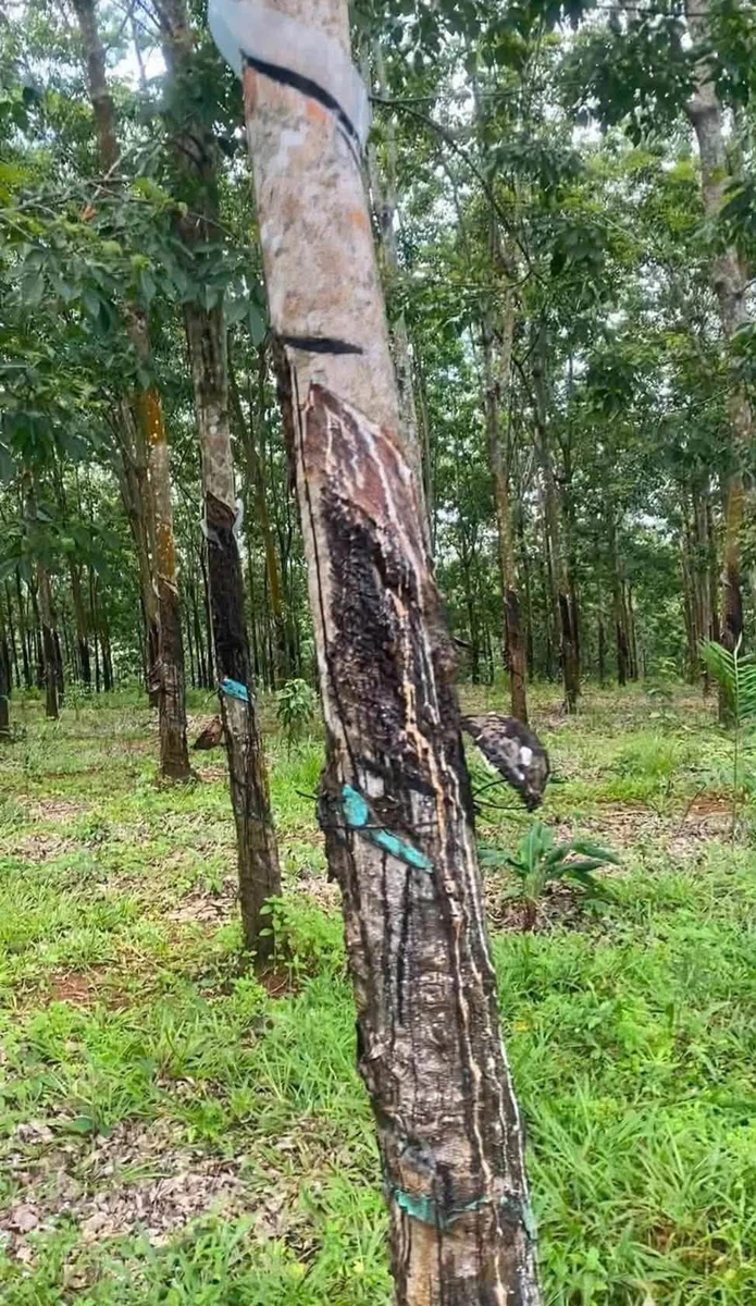 Bán nhanh 3,7ha đất vườn cao su và điều tại Phú Trung, Bình Phước - Ảnh thu nhỏ 2