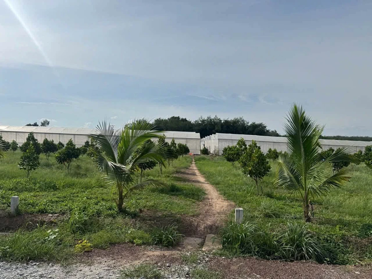 Bán đất Phú Giáo, Bình Dương 200-250m2, giá từ 390-590 triệu - Ảnh thu nhỏ 2