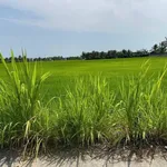 Bán đất thổ cư 100% 150m² giá 399 triệu Tân Trụ Long An - Ảnh thu nhỏ 3