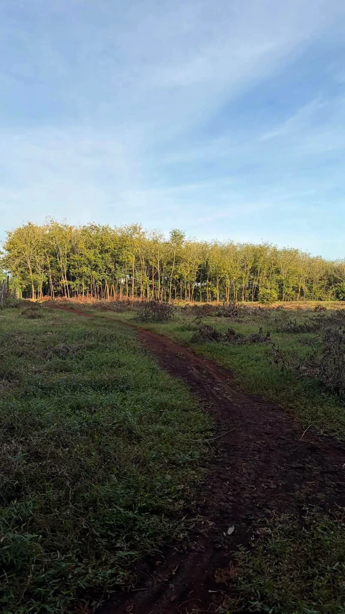 Bán lô đất 10.600m² bazan Bù Đốp - Ảnh thu nhỏ 2