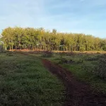 Bán lô đất 10.600m² bazan Bù Đốp - Ảnh thu nhỏ 2