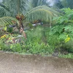 Bán đất lúa trồng dừa 1123m² mặt tiền Trần Văn Rĩ, Bình Trinh Đông, Tân Trụ, Long An - 820 triệu - Ảnh thu nhỏ 3