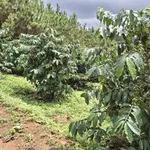 Bán 1,6ha đất trồng cà phê tại Di Linh, Lâm Đồng, giá 2,5 tỷ - Ảnh thu nhỏ 4