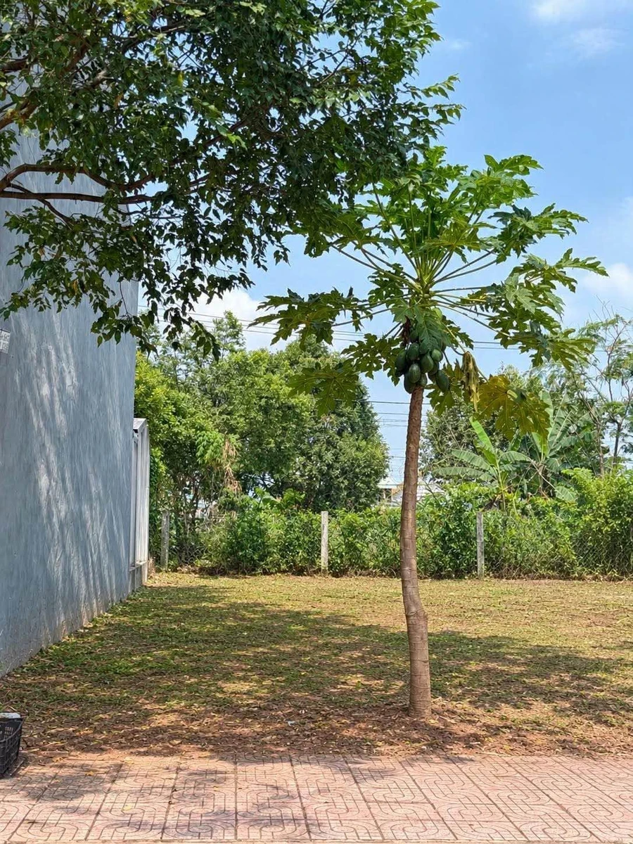 Bán lô đất 112m² gần Công Viên Thành Nhất 3,05 tỷ - Ảnh thu nhỏ 2