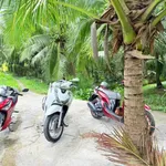Bán đất vườn dừa 345m² Phú Hưng 270 triệu - Ảnh thu nhỏ 1