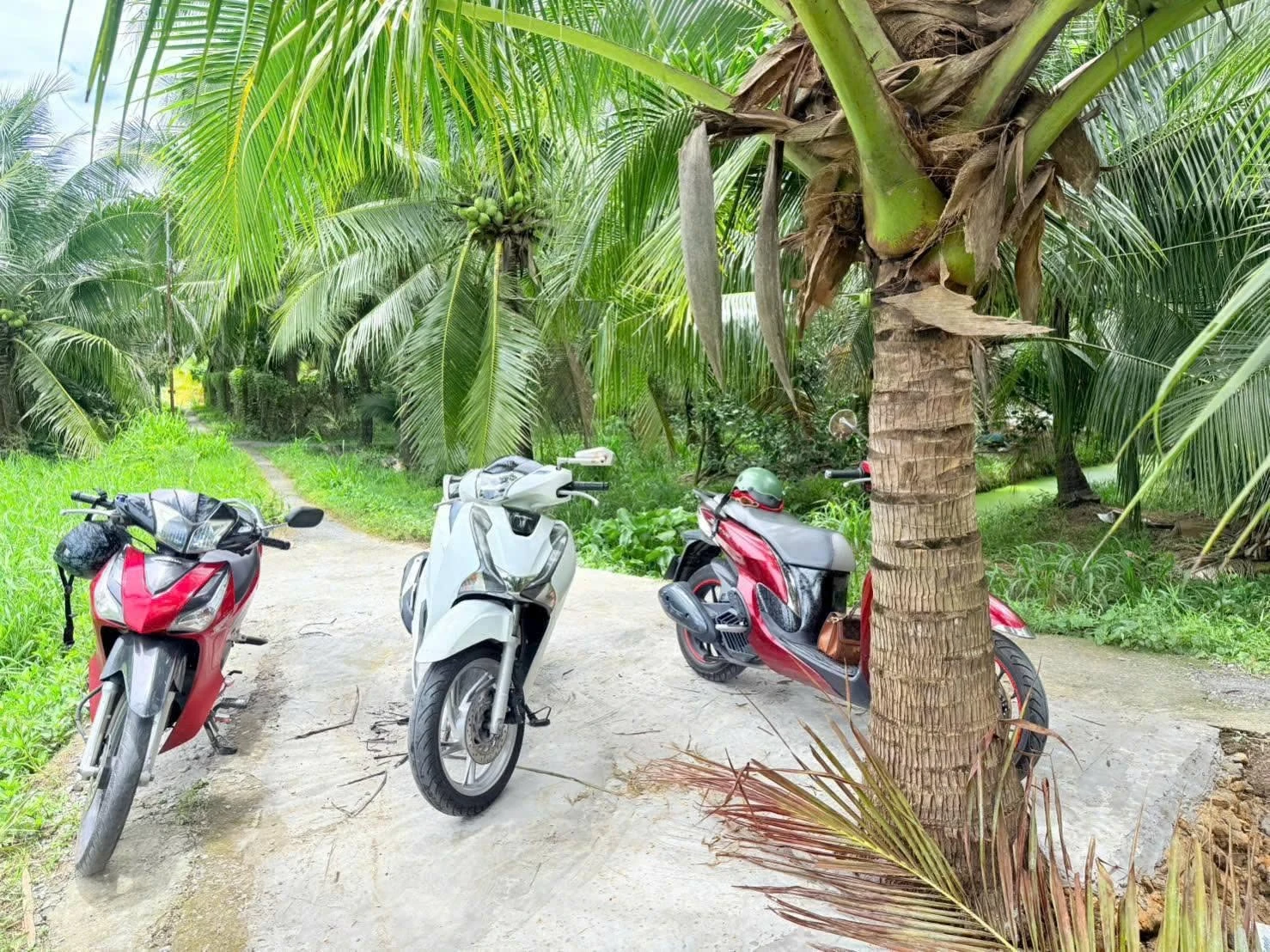 Bán đất vườn dừa 345m² Phú Hưng 270 triệu - Ảnh 1