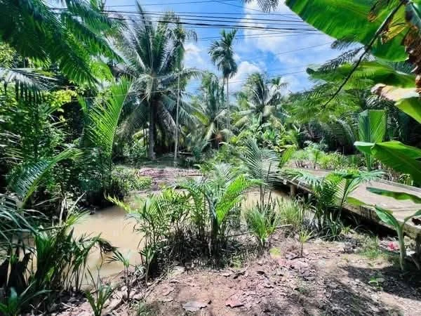 Bán đất vườn mặt tiền Mỹ Thạnh 1.064m² - 1,2 tỷ - Giồng Trôm - Ảnh thu nhỏ 4