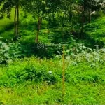Bán đất vườn Đắc Lộc 3.800m² 470k/m² Cần Giờ - Ảnh thu nhỏ 1