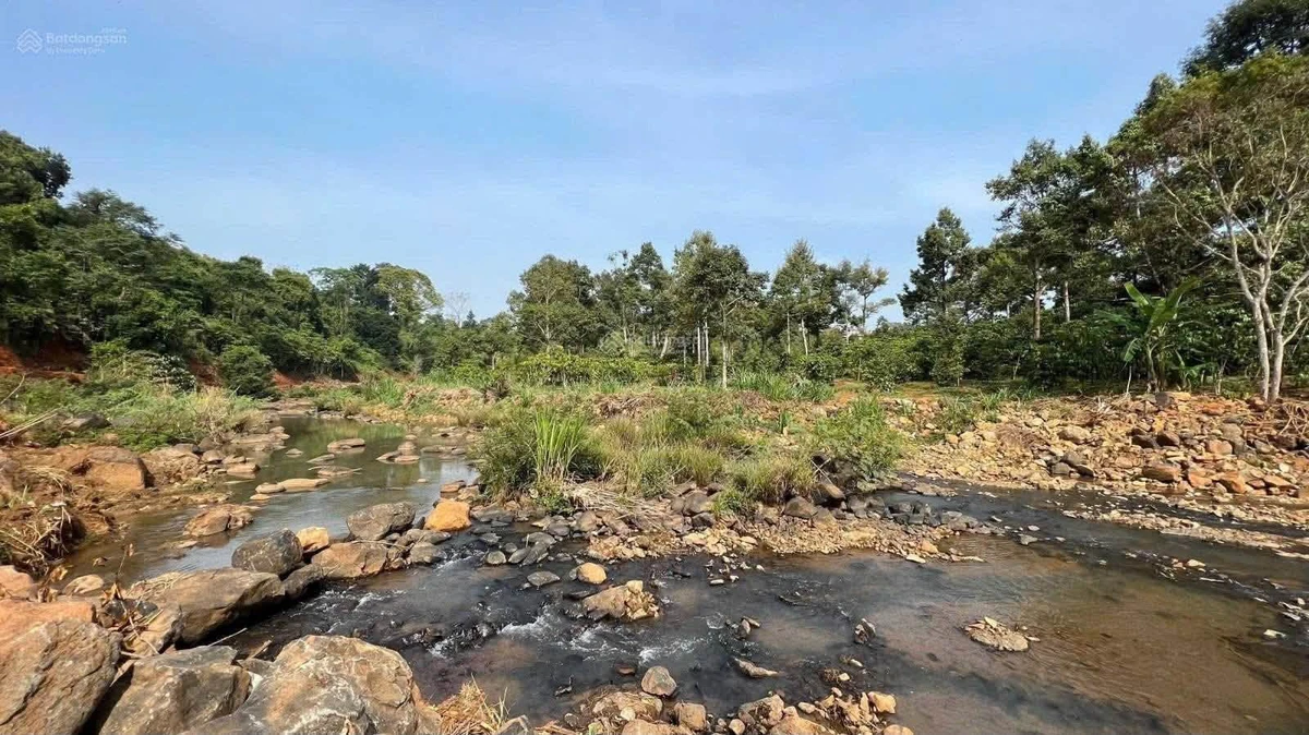 Bán đất nền 9.600m² ven sông Đại Nga Bảo Lộc 16 tỷ - Ảnh thu nhỏ 5