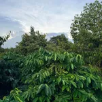 Bán 1,26 ha rẫy sầu riêng xen cà phê đang thu hoạch tại xã Cư Né, Krông Búk, Đắk Lắk - Ảnh thu nhỏ 3