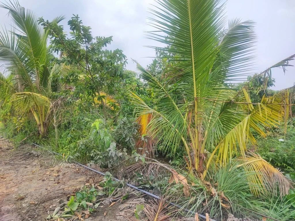 Bán đất nông nghiệp 2 công Tam Nông Đồng Tháp 240 triệu - Ảnh thu nhỏ 2