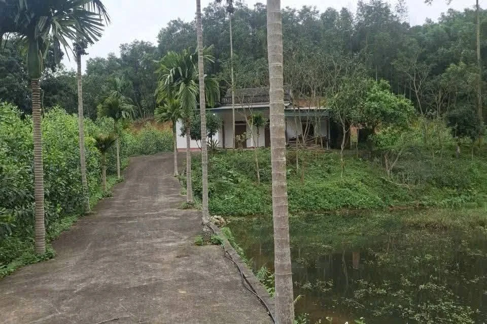 Bán đất Sơn Dương Tuyên Quang 7.500m² hơn 1 tỷ - Ảnh thu nhỏ 2