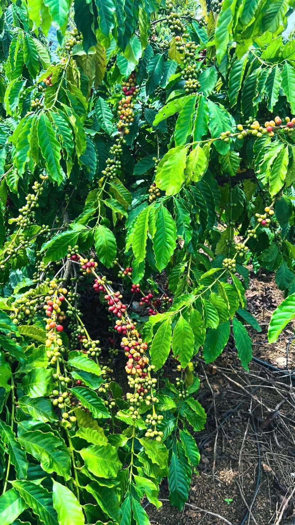 Bán vườn cà phê 4,2 sào Buôn Kom Leo, Đắk Lắk - Ảnh 1