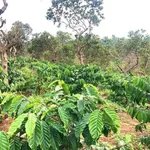 Bán 1ha đất vườn cà phê xen tiêu có nhà, ao hồ tại Nhân Cơ, Đắk R'Lấp, Đắk Nông - Ảnh thu nhỏ 2