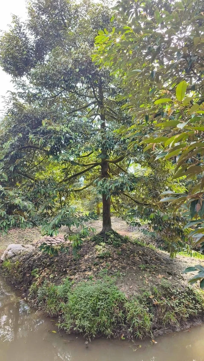 Bán 11 công đất trồng sầu riêng Cần Thơ - Ảnh thu nhỏ 4