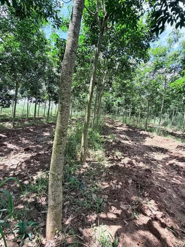 Bán 2 ha đất vườn cao su mặt đường tại Ấp 6, Nha Bích, Chơn Thành, Bình Phước giá 4 tỷ