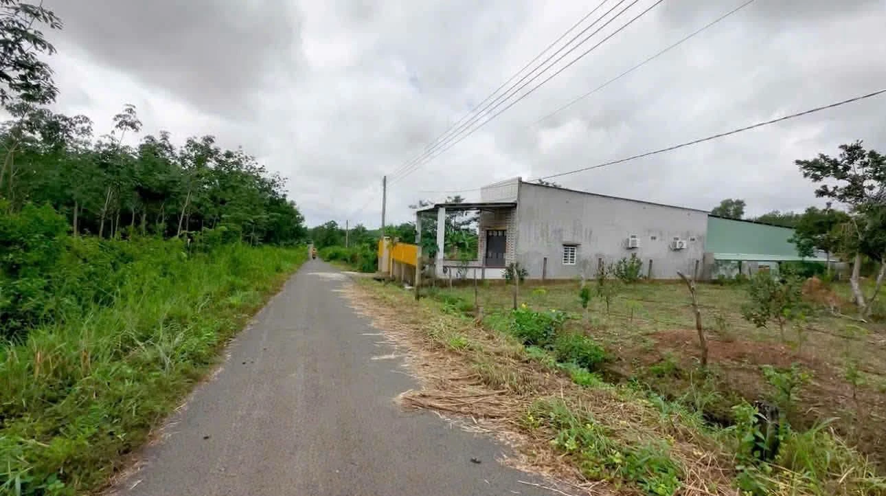 Bán đất nguyên mãnh 4800 m² xã Hưng Phước - Ảnh 1
