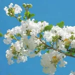 Bán nền đất 5x21,5m đường 10,5m Cái Răng, Cần Thơ 2.85 tỷ - Ảnh thu nhỏ 2