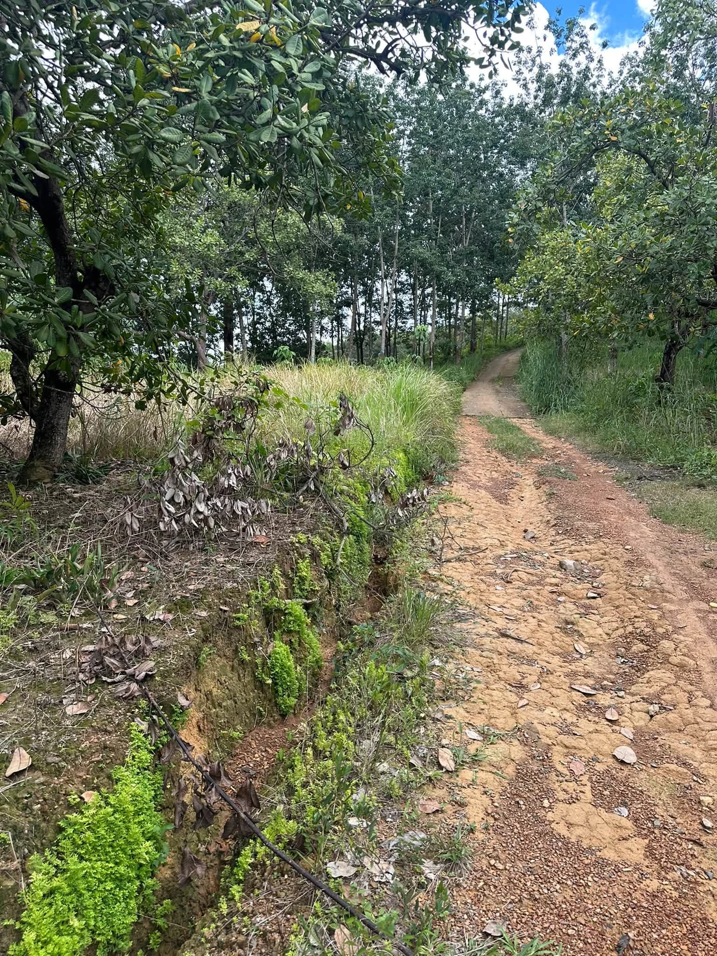 Bán 1,5 ha đất vườn điều tại Phước Tân, Phú Riềng, Bình Phước giá 1,7 tỷ - Ảnh 1