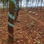 Bán đất 2,52ha mặt tiền 170m Phước Tân Phú Riềng Đồng Nai - Ảnh thu nhỏ 1