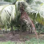 Bán đất vườn 1289m² có nhà tại Phú Tân, Cần Giờ - Ảnh thu nhỏ 5