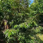 Bán đất vườn 500m² Phường Bảo Vinh, Đồng Nai - Ảnh thu nhỏ 3