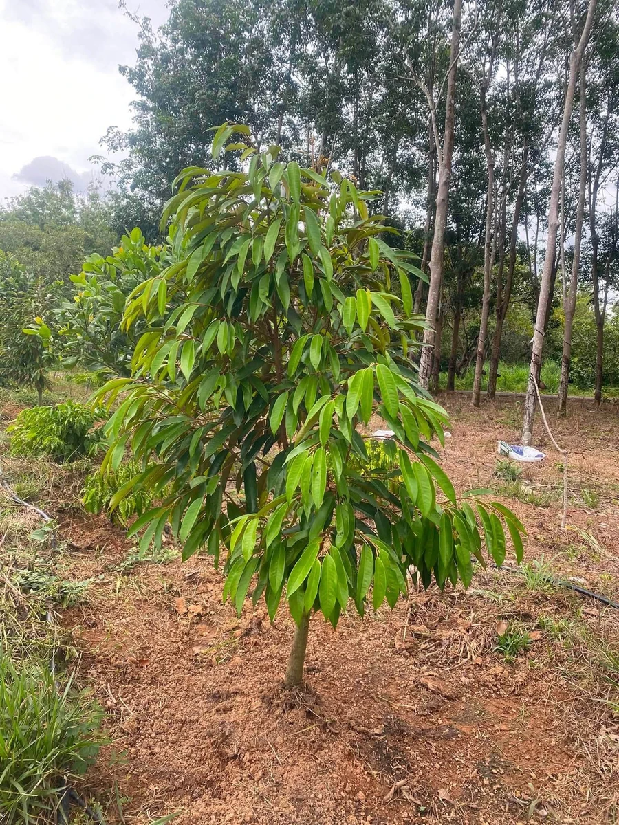 Bán 1,2ha đất vườn sầu riêng, cà phê, có 100m thổ cư tại Phú Trung, Bình Phước - Ảnh 1