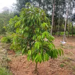 Bán 1,2ha đất vườn sầu riêng, cà phê, có 100m thổ cư tại Phú Trung, Bình Phước - Ảnh thu nhỏ 1