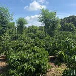 Bán đất 1,3ha view sông Sêrêpốk Hòa Phú Đắk Lắk - Ảnh thu nhỏ 2