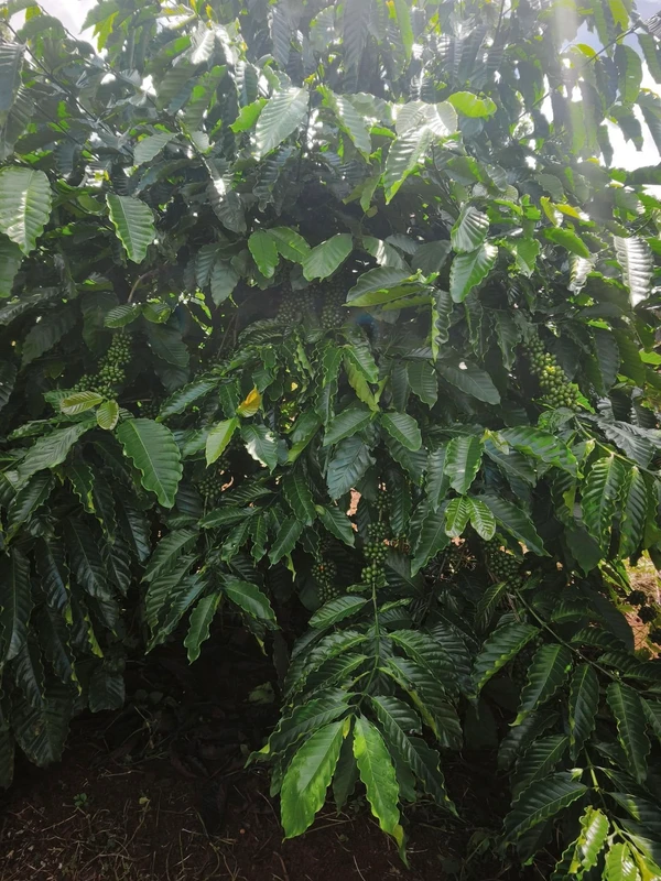 Bán 1 ha đất vườn cà phê có sổ sách đầy đủ tại Tuy Đức, Lâm Đồng giá 2,15 tỷ