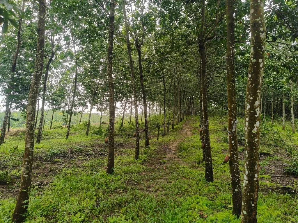 Bán lô đất cao su 5.6 ha Phú Trung Đồng Nai - Ảnh thu nhỏ 5