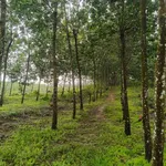Bán lô đất cao su 5.6 ha Phú Trung Đồng Nai - Ảnh thu nhỏ 5