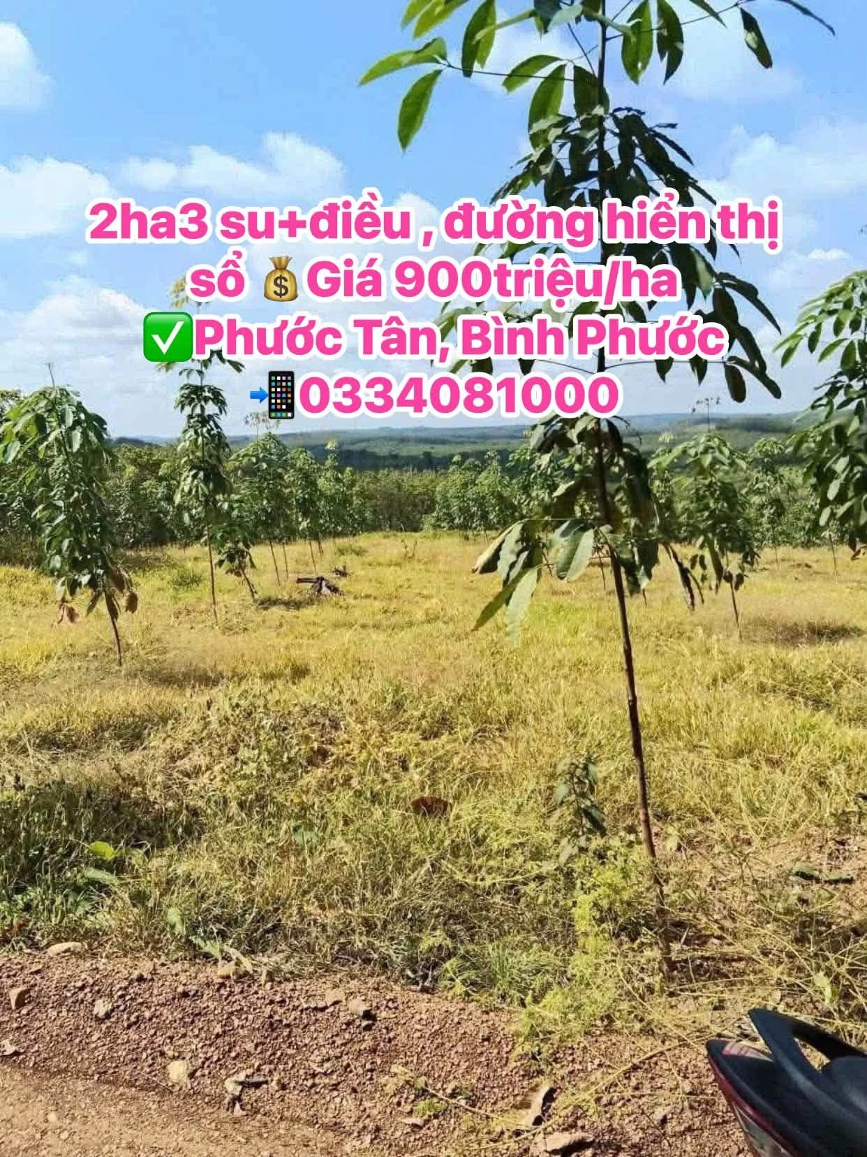 Bán đất Phước Tân, Bình Phước 2 ha giá 900tr/ha - Ảnh 1