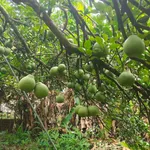 Bán vườn bưởi 1 mẫu view sông Tân Triều 29 tỷ - Ảnh thu nhỏ 2