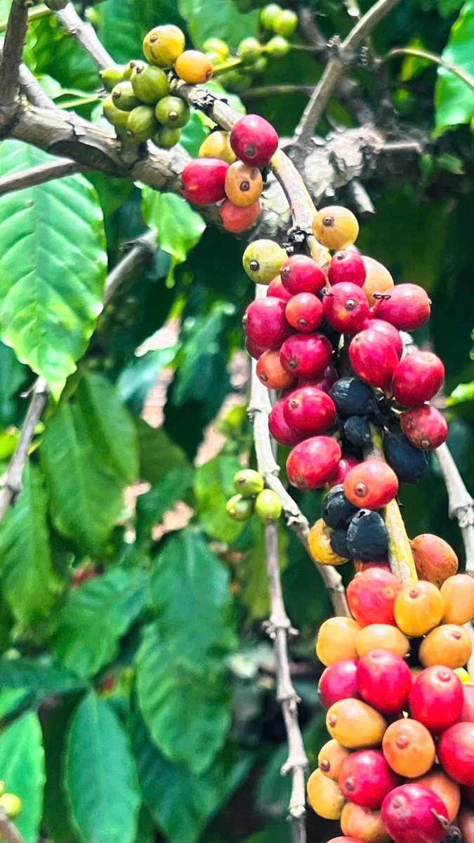 Bán vườn cà phê 4,2 sào ở Buôn Kom Leo, Đắk Lắk - Ảnh thu nhỏ 2