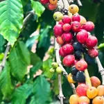 Bán vườn cà phê 4,2 sào ở Buôn Kom Leo, Đắk Lắk - Ảnh thu nhỏ 2