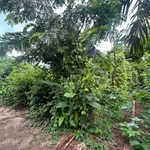 Bán đất thổ cư 10x33m hẻm Mậu Thân, gần chợ đầu mối, Phường Tân An, giá 1,85 tỷ - Ảnh thu nhỏ 3