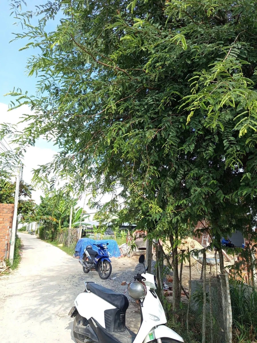 Bán đất thổ cư 5x32m mặt tiền đường bê tông giá 370 triệu tại Thanh Điền, Tây Ninh - Ảnh thu nhỏ 4