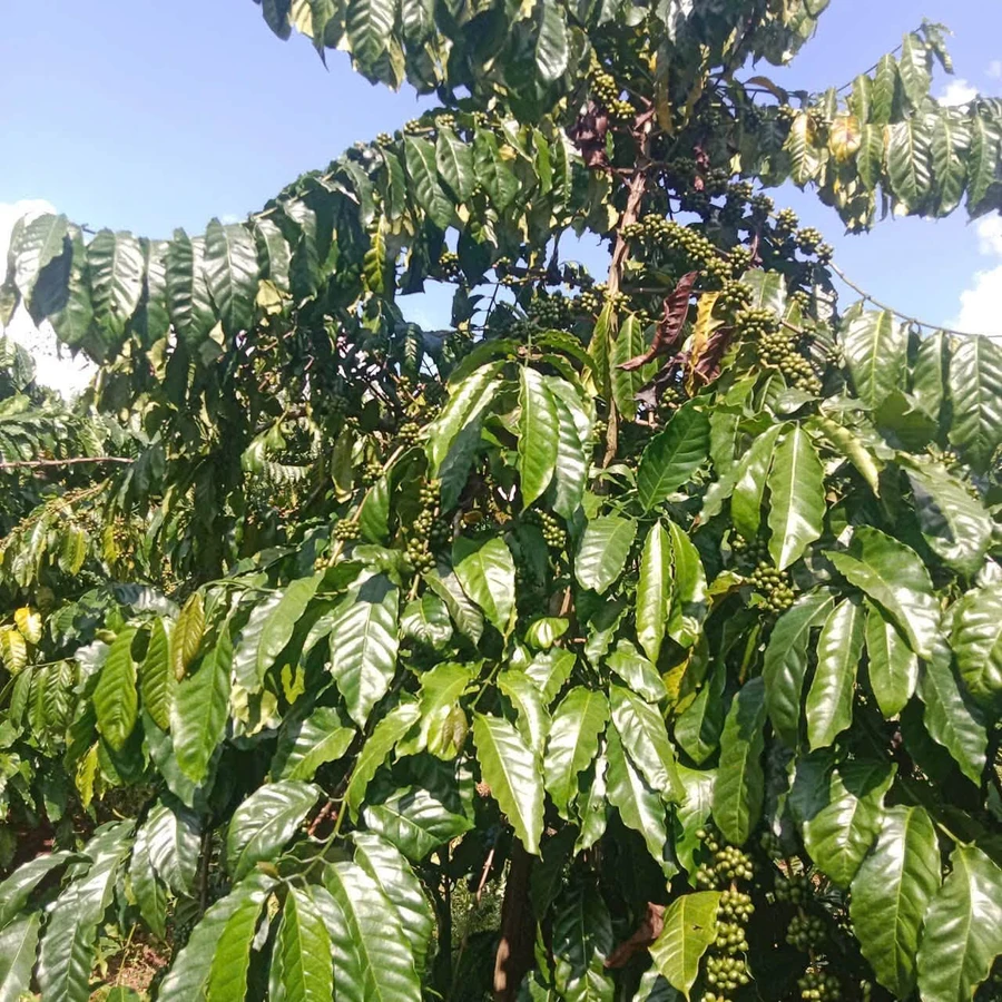 Bán đất Củ Chi 1.44 hecta giá 3.6 tỷ Trường Xuân - Ảnh 1
