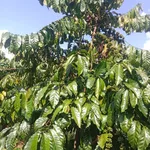 Bán đất Củ Chi 1.44 hecta giá 3.6 tỷ Trường Xuân - Ảnh thu nhỏ 1