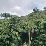 Bán đất vườn cafe 2,4 hecta Lâm Đồng 4 tỷ - Ảnh thu nhỏ 2
