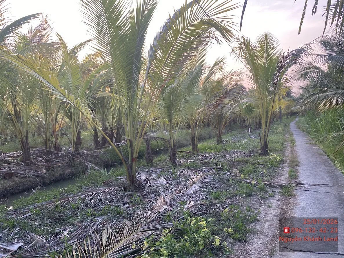 Bán 6,5 công đất Phong Nẫm, Giồng Trôm - Ảnh thu nhỏ 2