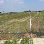 Bán đất Tây Ninh 1 mẫu 7 (6700m²) giá 5 tỷ 8 - Ảnh thu nhỏ 3