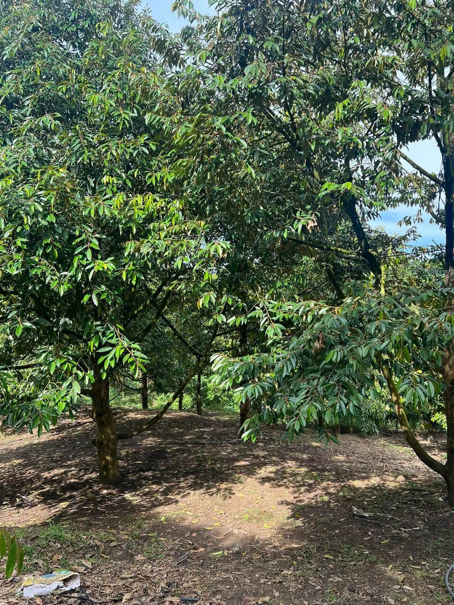 Bán vườn sầu riêng 12 năm, 12.854m², Phú Lâm, Đồng Nai - Ảnh thu nhỏ 5