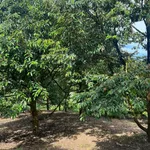 Bán vườn sầu riêng 12 năm, 12.854m², Phú Lâm, Đồng Nai - Ảnh thu nhỏ 5